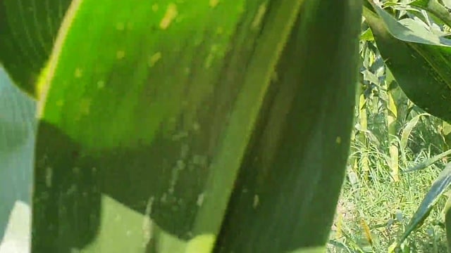 Out In The Corn Field A Stretcher Catches Lara Bergmann