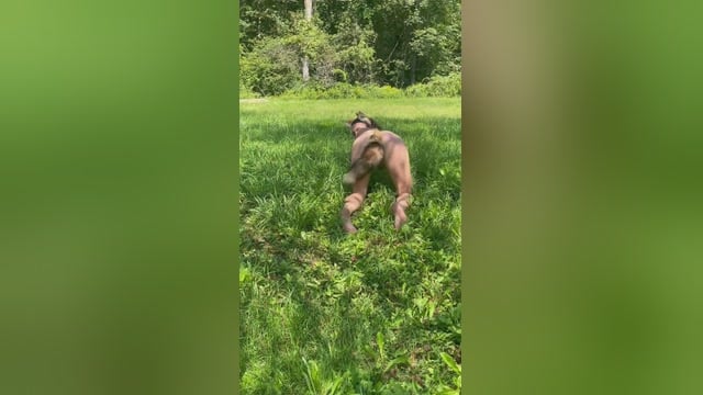Mallory Lyra Nova Exibe Seu Plug com Rabo de Raposa
