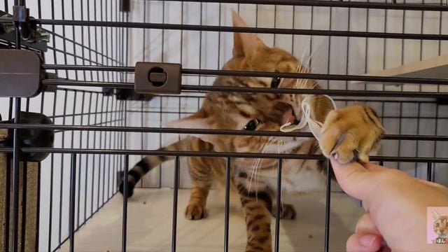 Gatinha Ponhabu Implora Pela Sua Recompensa Cremosa
